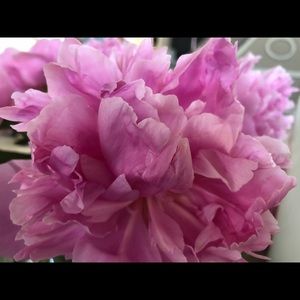 Meet your Posher, Leia